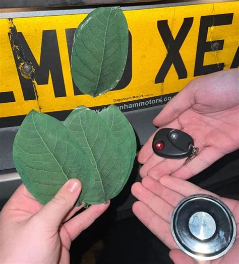 magnetic leaves for license plate